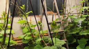 Освещение огурцов в зимней теплице