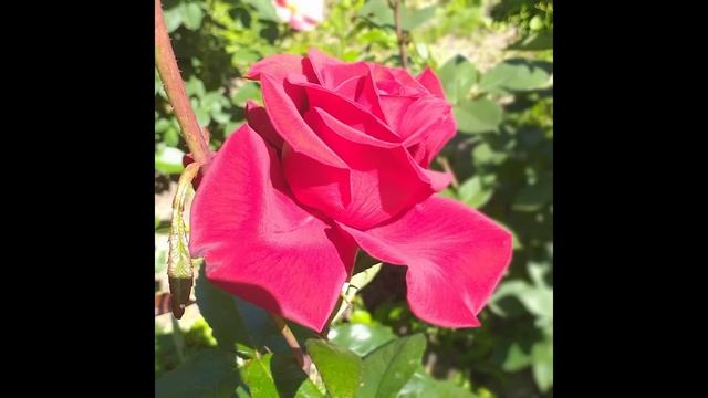 РОЗЫ на ВЫХОД. 27 сортов... смотреть онлайн