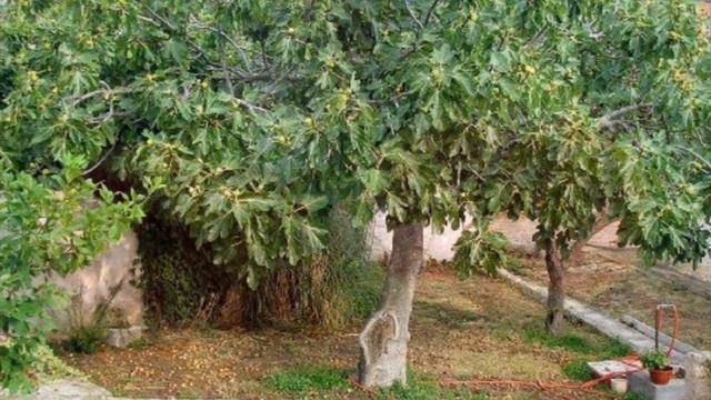 Выращивание Инжира в открытом грунте как бизнес идея смотреть онлайн