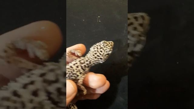 Пятнистый эублефар Eublepharis macularius в ужасном состоянии. смотреть онлайн