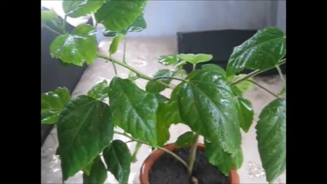 НЕДЕЛЬНЫЙ ЭКСПИРЕМЕНТ смотреть онлайн