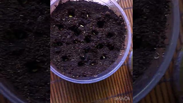 Как быстро вырастить перец если пропустили сроки посева?