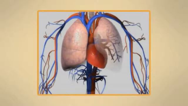 Внутреннее строение человека смотреть онлайн