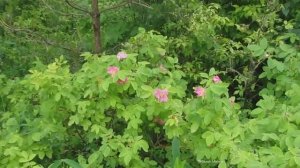 Корни шиповника. Как собирать и применять. Shipovnik