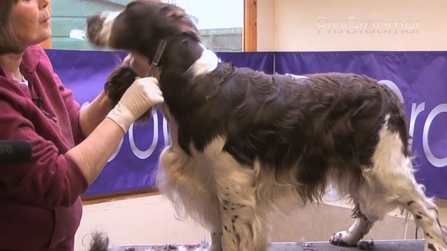 Grooming Guide - English Springer Spaniel - Show/Competition - Pro Groomer