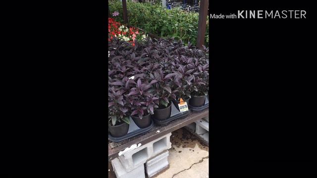 Flamingo🌸🌺 (Flower Addition!) смотреть онлайн