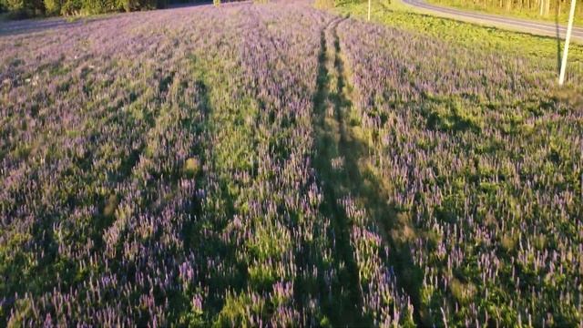ПЕРМЬ. ИЮНЬ. РАССВЕТ. ПОЛЯ ЛЮПИНОВ смотреть онлайн