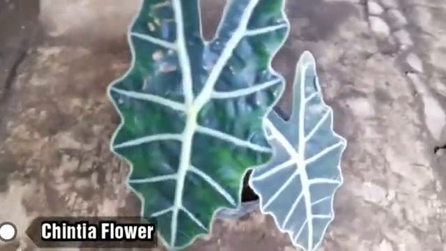 Tanaman Alocasia Purple смотреть онлайн