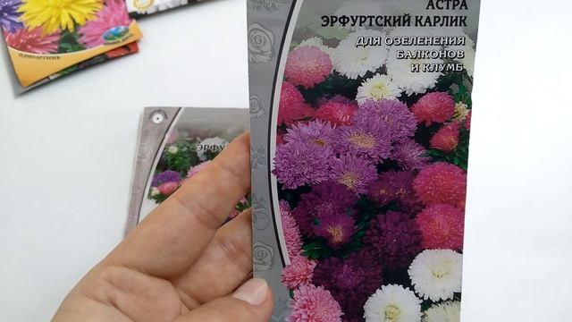 Астры. Разнообразные сорта. смотреть онлайн