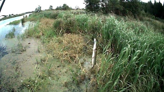 ЛОГИНОВО 15 августа 2015 г. смотреть онлайн