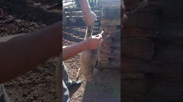 Колью железо поросятам (Седимин) смотреть онлайн