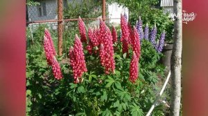 Как выращивать люпин