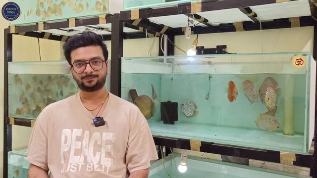 Yash Patel | Eruption Discus King | How To Keep Discus Fish | Discus Fish For Sale | Discus Fish