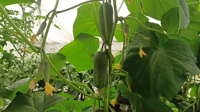 Огурец.Как вырастить большой урожай. смотреть онлайн