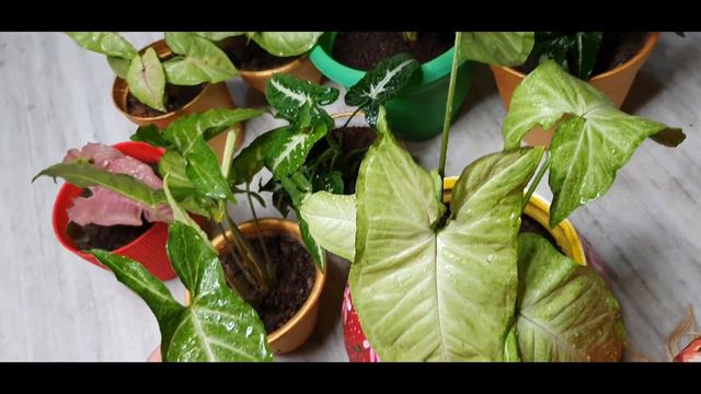 Syngonium Plant(Arrow Headed Plant)🌻सिंघोनियम की सम्पूर्ण जानकारी🌻#indoorplant