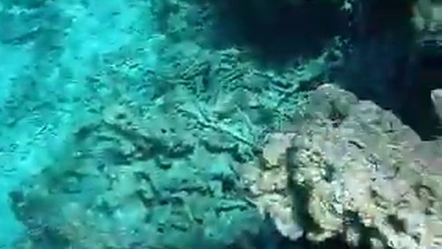 Schnorchelausflug neben Mahmya Beach смотреть онлайн