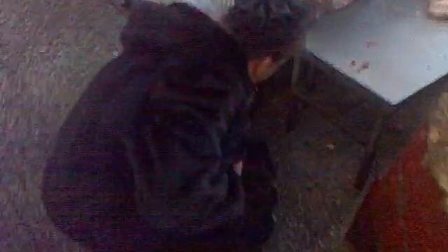 Бомж в норковой шубе смотреть онлайн