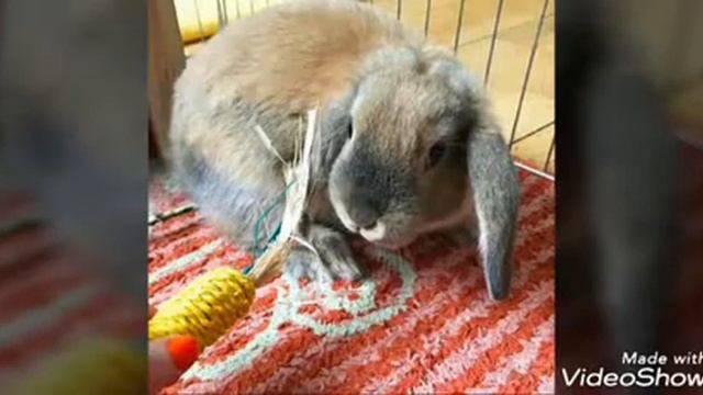 Узнай какой ты питомец блоггера по знаку зодиака//Маришка Кэт смотреть онлайн