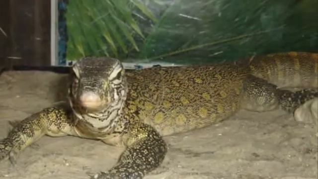 Контактный акватеррариум.mpg смотреть онлайн