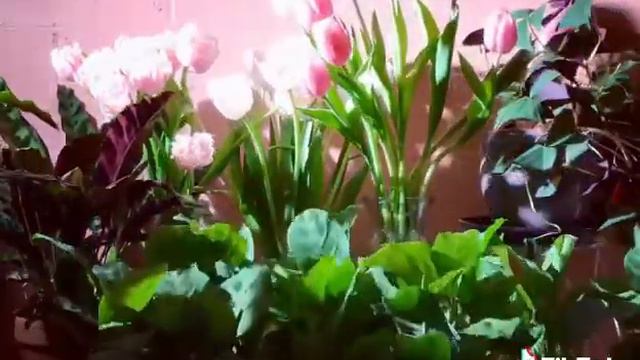 Tulip Maranta Time Lapse смотреть онлайн