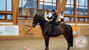 Конкур? Советы начинающим всадникам