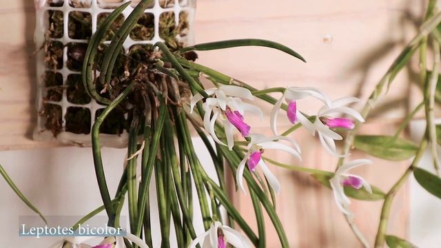 Care Guides - Leptotes Bicolor // #CareCollab