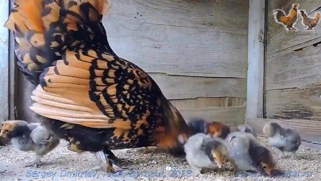 ПАВЛОВСКАЯ курочка-наседка с цыплятами PAVLOVSKaya hen with chicks смотреть онлайн