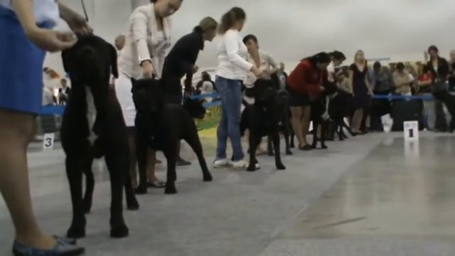 Кане корсо Россия 2011 Кобели Юниоры!!! 27 смотреть онлайн