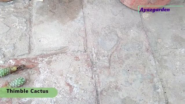 How to Grow Cactus Mammillaria Gracilis (Thimble Cactus) Pups in Urdu Hindi смотреть онлайн