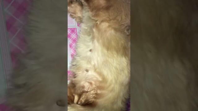 5 WEEKS PREGNANT SHIHTZU BUNTIS NA KAYA смотреть онлайн