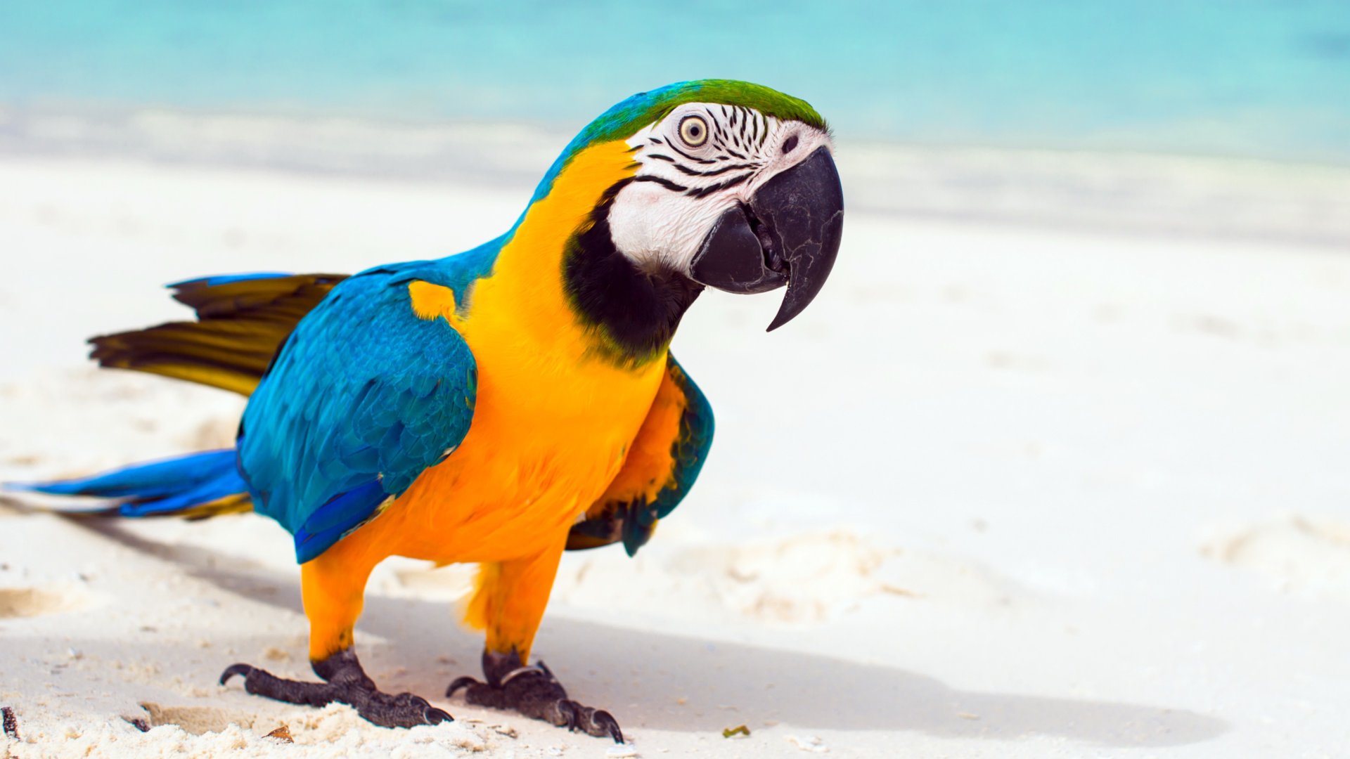 Попугаи и летняя беззаботная тропическая музыка для снятия стресса и расслабления смотреть онлайн