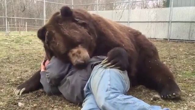 Огромный медведь обнимается с мужиком