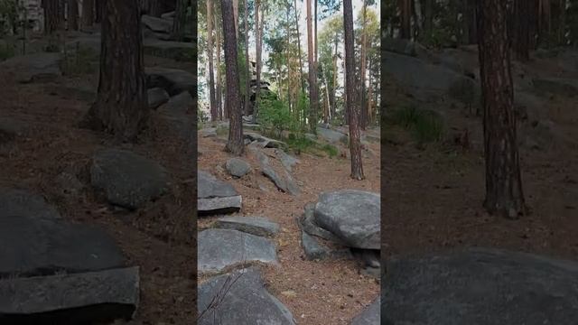 Бурундуки в Лесу смотреть онлайн