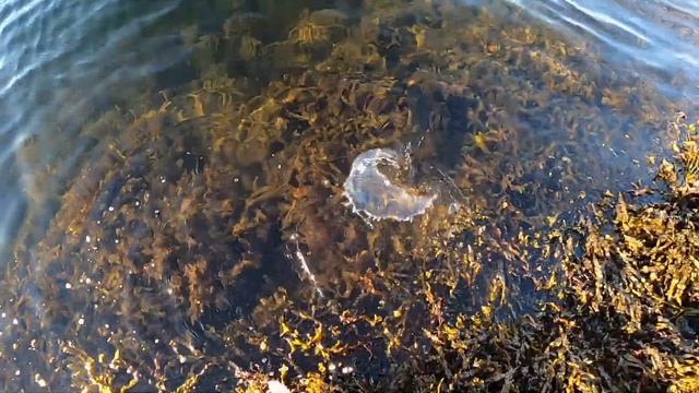 Рыбалка в Норвегии с берега. Рыба капризная. Какие приманки работают? смотреть онлайн