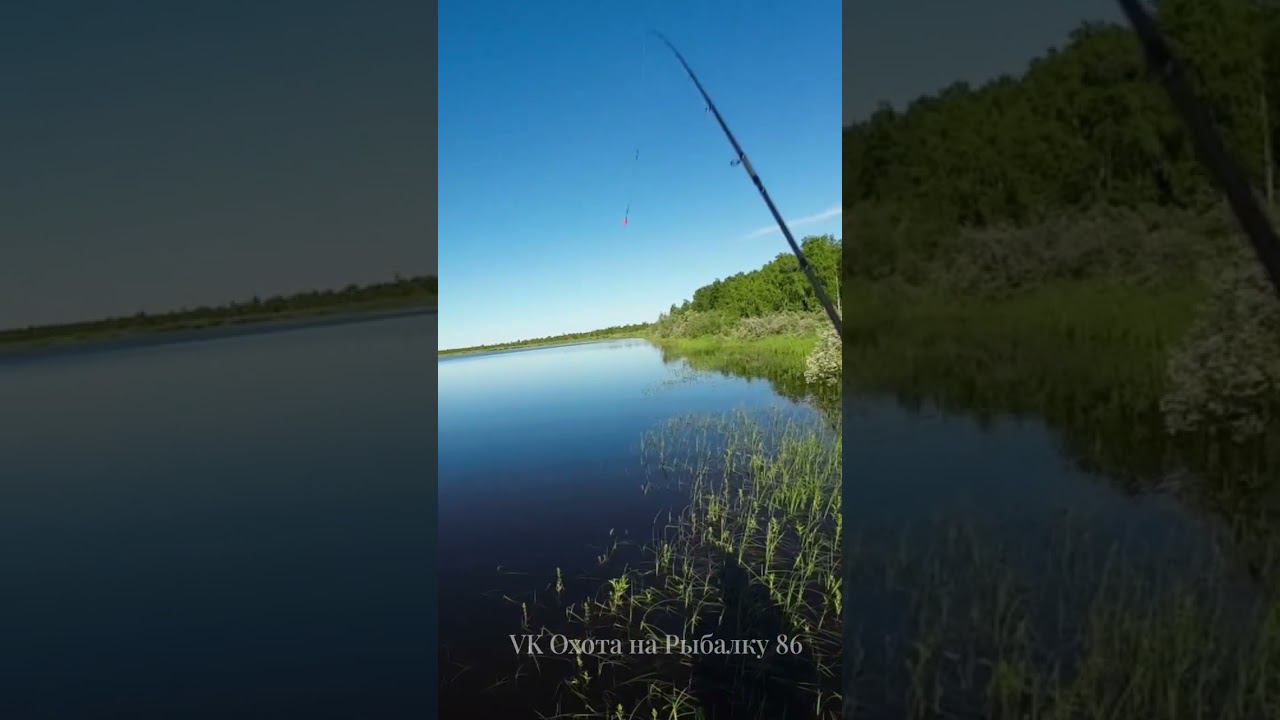 Щуки как акулы #рыбалка #щука #спининг #fishing #pike #pikefishing #perch смотреть онлайн
