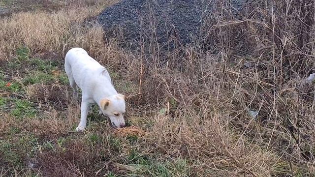 Брошенный у дороги пёс ждёт своего хозяина/Встреча с преданным псом смотреть онлайн