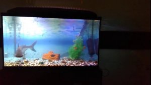 Акула в большом офисном аквариуме