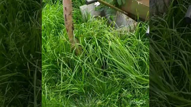 Бросили кота смотреть онлайн
