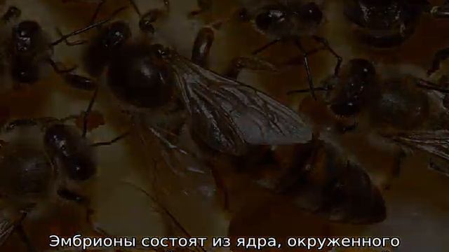 Как размножаются пчелы смотреть онлайн