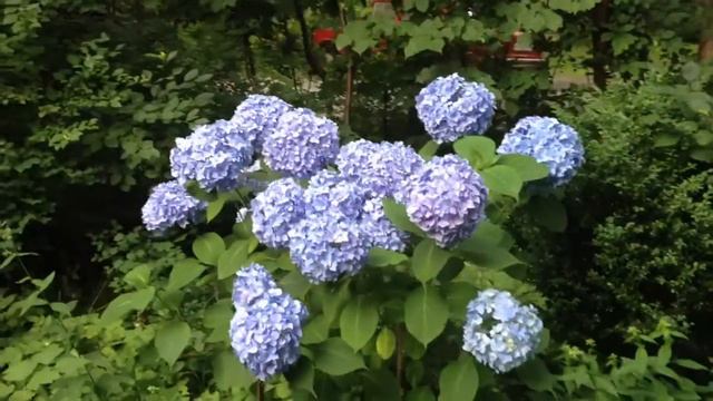 Цветы / Flowers .