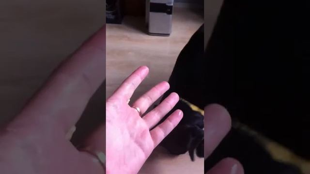 Bazalt и мороженое. смотреть онлайн