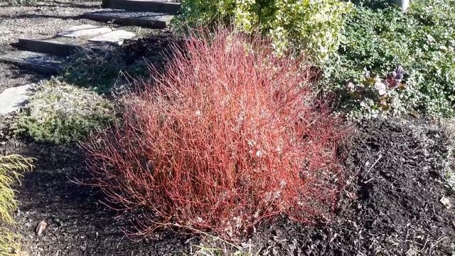 Dwarf Redtwig Dogwood / Cornus Sericea 'Kelseyi'