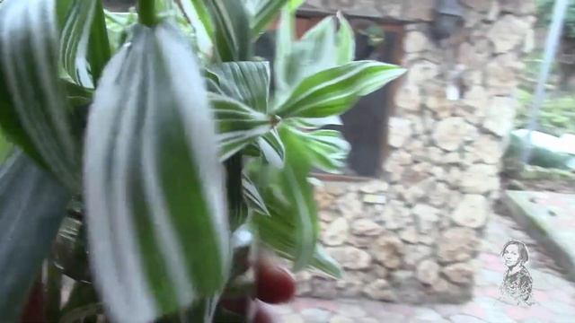 В ЛЮБОЙ СИТУАЦИИ СТАРАЮСЬ ПОМОЧЬ РАСТЕНИЮ! ТРАДЕСКАНЦИЯ. смотреть онлайн