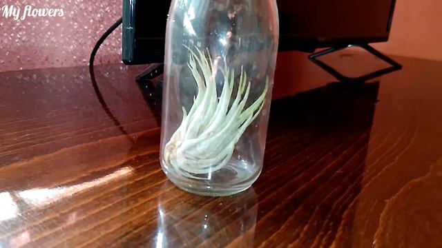 Тилландсия атмосферная.Уход в домашних условиях. смотреть онлайн