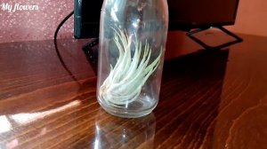 Тилландсия атмосферная.Уход в домашних условиях.