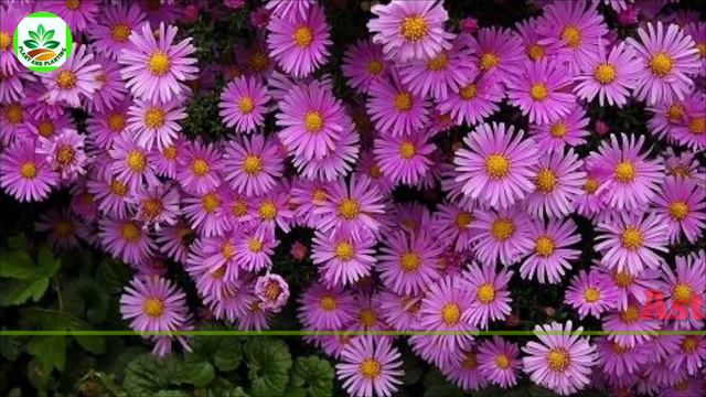 111 Pink Flower Plants | Pink Flower Plant Varieties | Types of Pink Flower | Plant and Planting смотреть онлайн