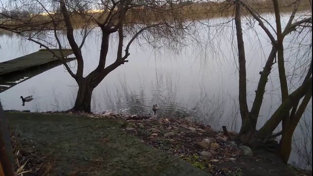 Кормлю диких уток смотреть онлайн