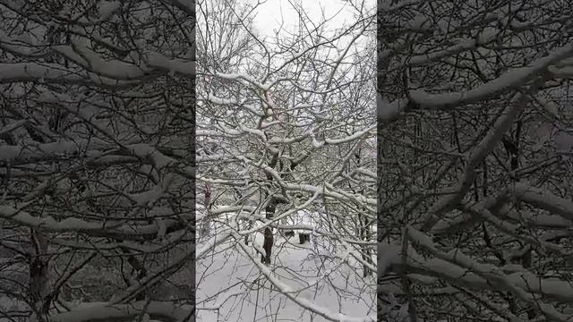 зима