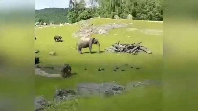 НОВЫЕ смешные ПРИКОЛЫ с животными до слез июнь 2019 года FUNNY PETS 2019!!! смотреть онлайн