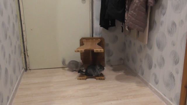 ДВЕ ШИНШИЛЛЫ НА ПРОГУЛКЕ /ДЕРЖУ ОБОРОНУ смотреть онлайн